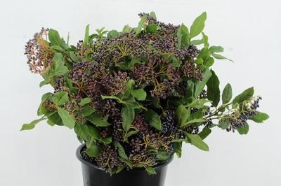 Viburnum tinus per stuk overig