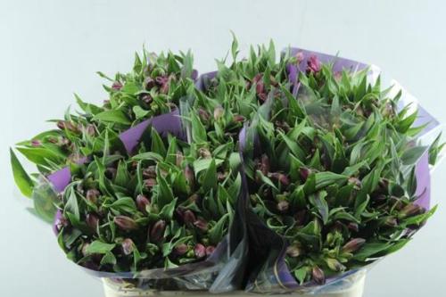 Alstroemeria Casanova