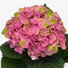 Hydrangea macrophylla Magical Amethyst