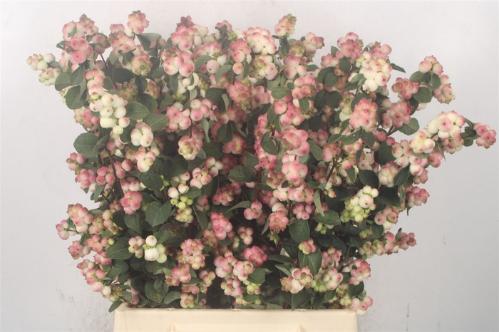 Symphoricarpos (Pink Berry Grp) Magical Red Riding Hood