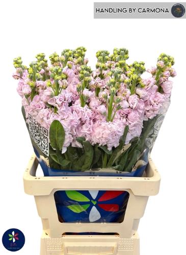 Lilium Aziatische Grp 'Vogue'