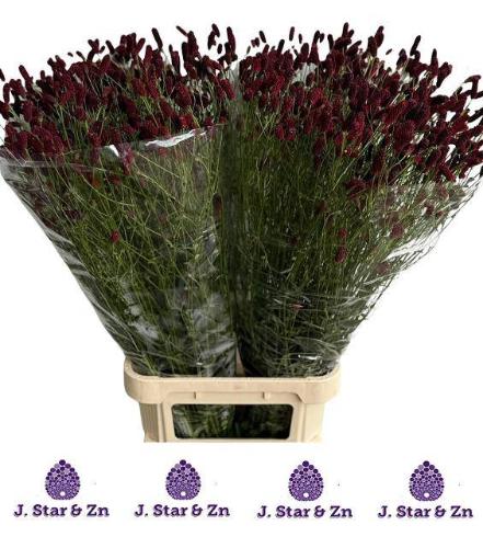 Sanguisorba officinalis 'Royal Star'