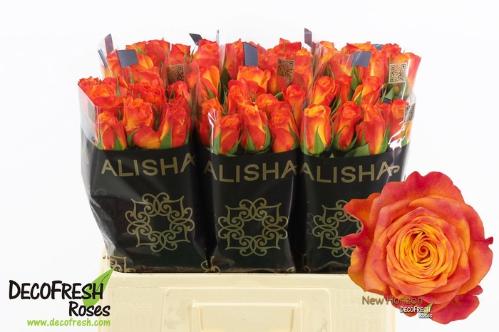 Rosa grootbloemig New Horizon