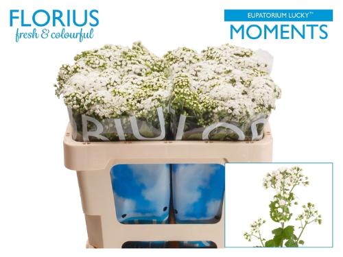 Eupatorium rugosum Lucky Moments