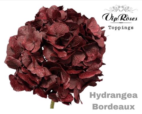 Hydrangea overig kleurbehandeld H%