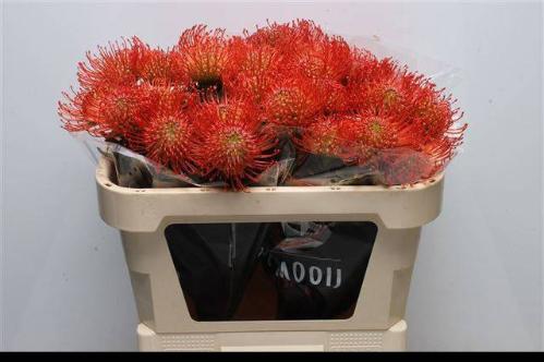 Leucospermum cordifolium 'Succession'