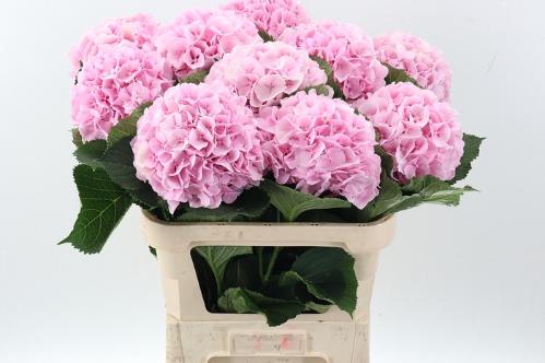 Hydrangea macrophylla 'Verena'