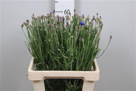 Centaurea cyanus