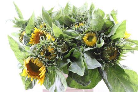 Helianthus annuus 'Sunrich Gold'