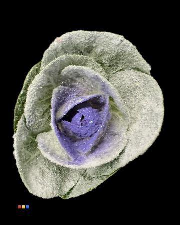 Brassica oleracea kleurbehandeld H%