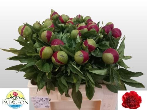 Paeonia 'Red Charm'