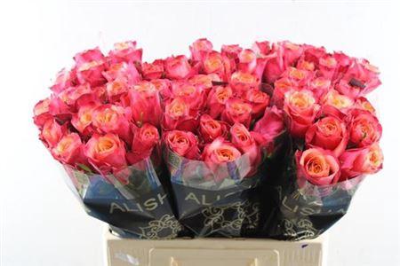 Rosa grootbloemig Bogart-Bb