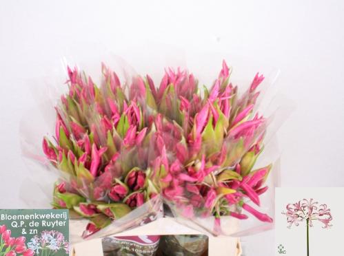 Nerine Bowdenii Grp 'Ras van Roon'