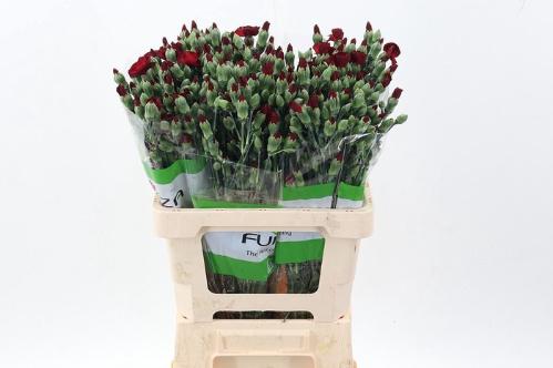 Dianthus tros Solomio Edo