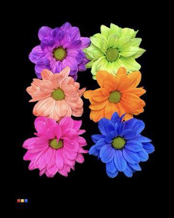 Chrysanthemum Indicum Grp tros kas kleurbehandeld H%