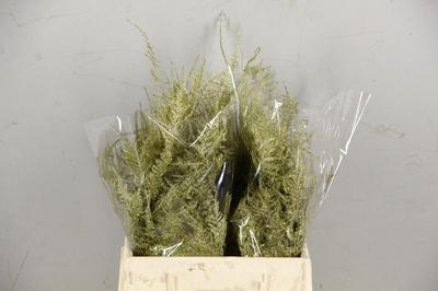 Asparagus overig kleurbehandeld H%