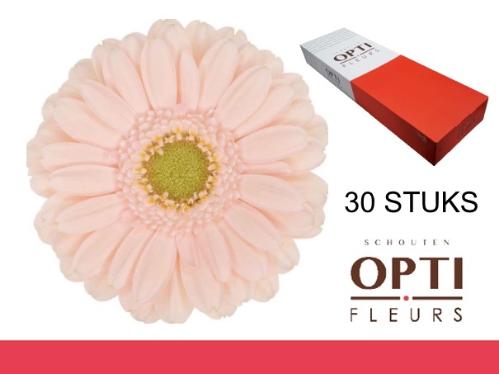 Gerbera mini Alix-Noor