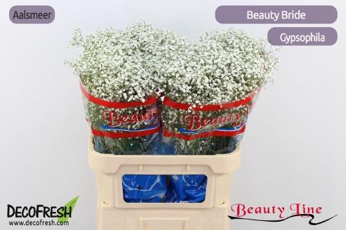 Gypsophila paniculata Beauty Bride