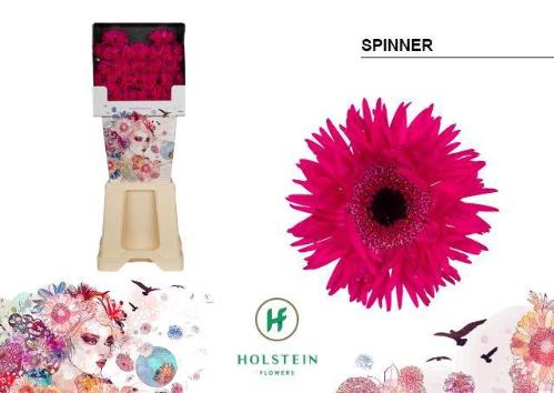 Gerbera mini spinvormig Gerspider Spinner