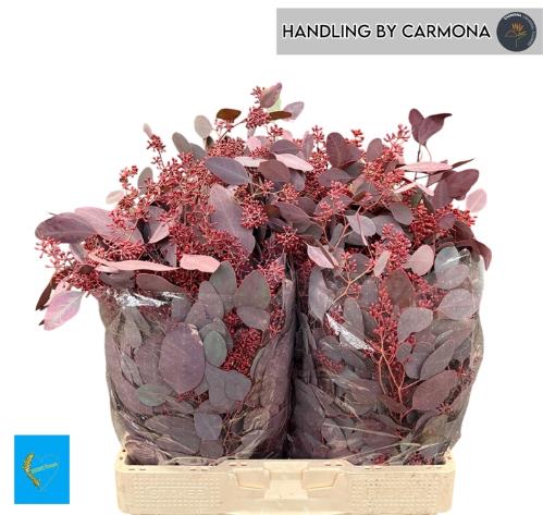 Eucalyptus polyanthemos (fruit) kleurbehandeld per bos H%