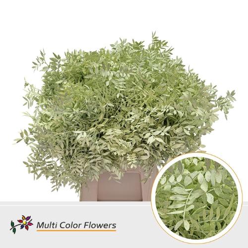 Decoratiegroen kleurbehandeld per bos H%