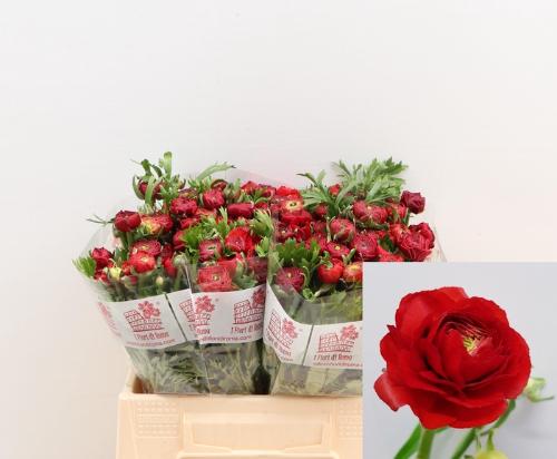 Ranunculus asiaticus 'Dolcevita Red'
