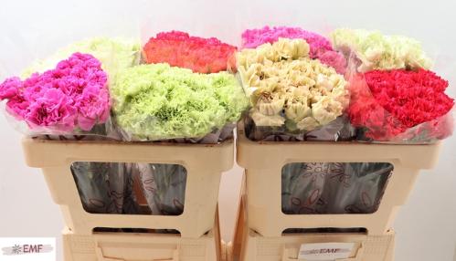 Dianthus standaard gemengd in fust