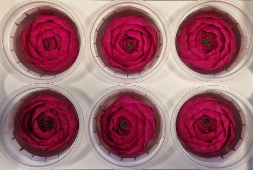 Rosa grootbloemig kleurbehandeld H%