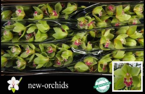 Cymbidium grootbloemig per tak 'Bremo'