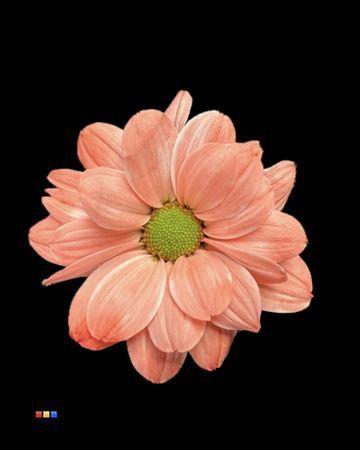 Chrysanthemum Indicum Grp tros kas kleurbehandeld H%