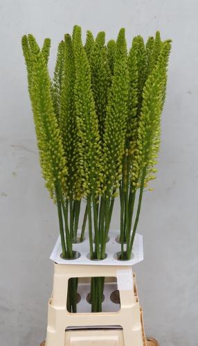 Eremurus 'Yellow Impact'