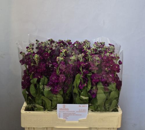 Matthiola incana 'Debora'