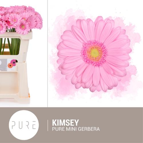 Gerbera mini 'Kimsey'