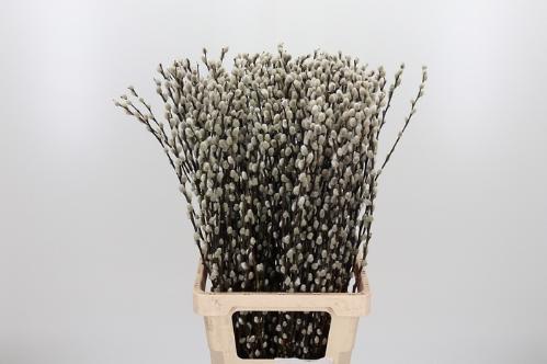 Salix caprea 'Snow Flake'