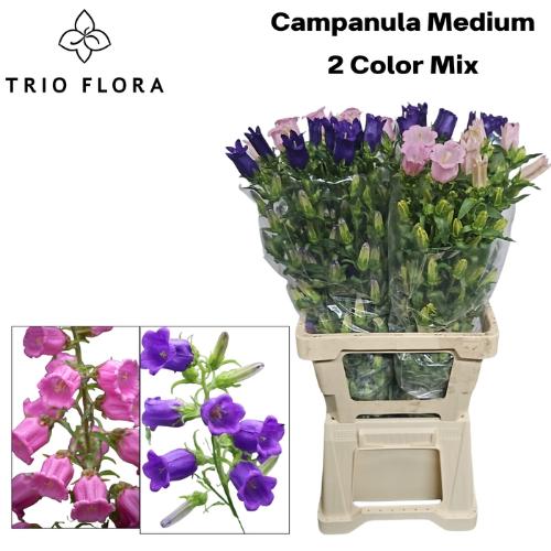 Campanula medium gemengd