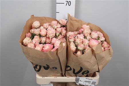 Rosa tros Charming Flow