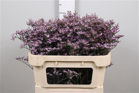 Limonium Safora Lilac