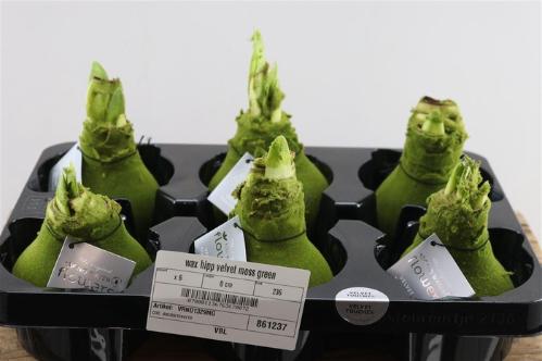 Hippeastrum bol gewaxt H%