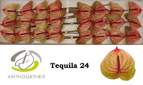 Anthurium (Andreanum Grp) Tequila