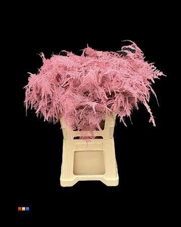 Asparagus overig kleurbehandeld H%