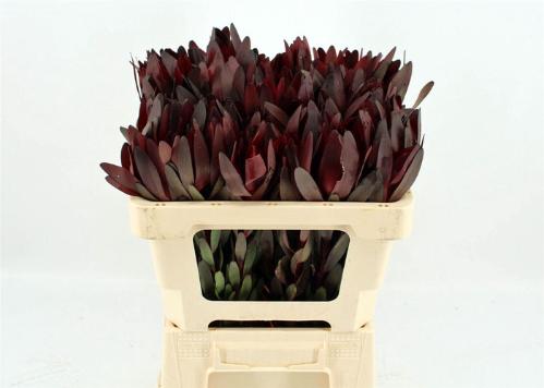Leucadendron 'Safari Sunset'