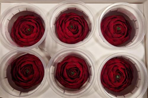 Rosa grootbloemig kleurbehandeld H%