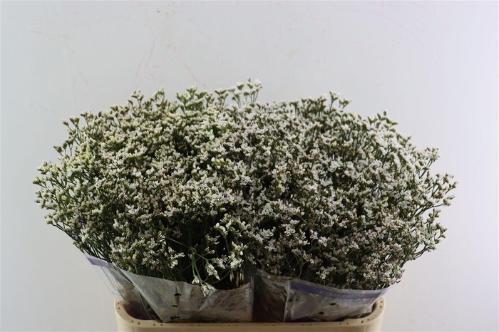 Limonium sinuatum 'White Birds'