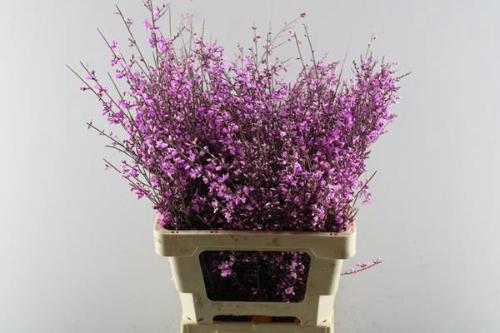 Genista kleurbehandeld H%