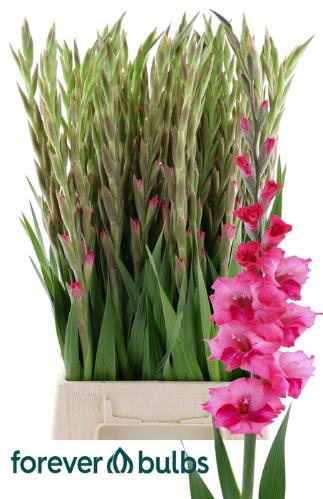 Gladiolus kleinbloemig Glamini Kelly