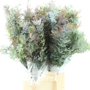 Acacia baileyana bloeiend per bos 'Purpurea'