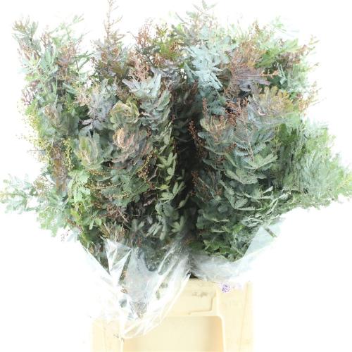 Acacia baileyana bloeiend per bos 'Purpurea'