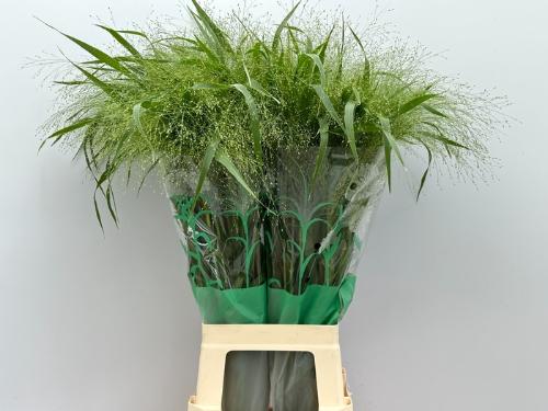 Panicum 'Fountain'