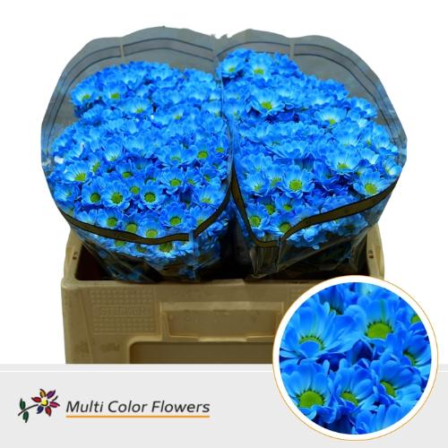 Chrysanthemum (Indicum Grp) tros santini  AAA Bowie kleurbehandeld H%