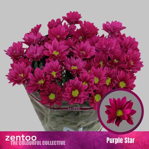 Chrysanthemum (Indicum Grp) tros Purple Star